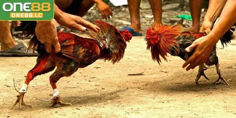 Tổng quan về cách chọn màu gà chiến