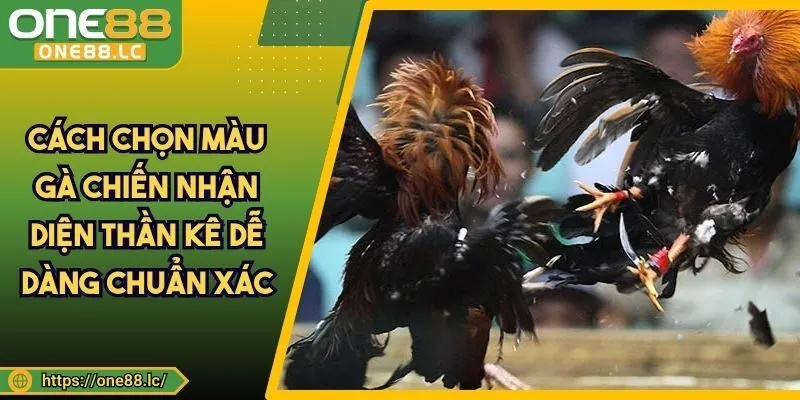 Cách Chọn Màu Gà Chiến Nhận Diện Thần Kê Dễ Dàng Chuẩn Xác