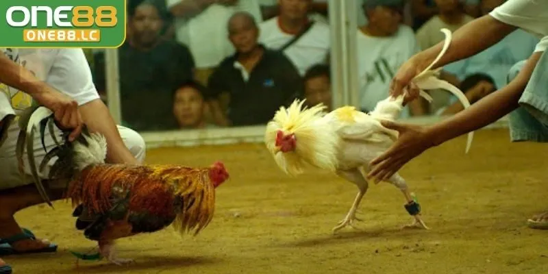 Chiến kê Peru dũng mãnh trong thi đấu