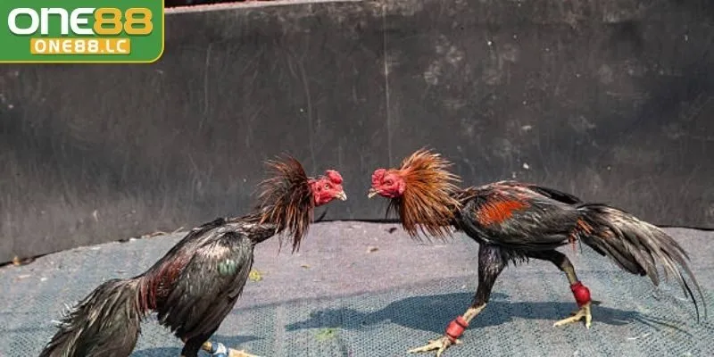 Chọn chiến kê phù hợp
