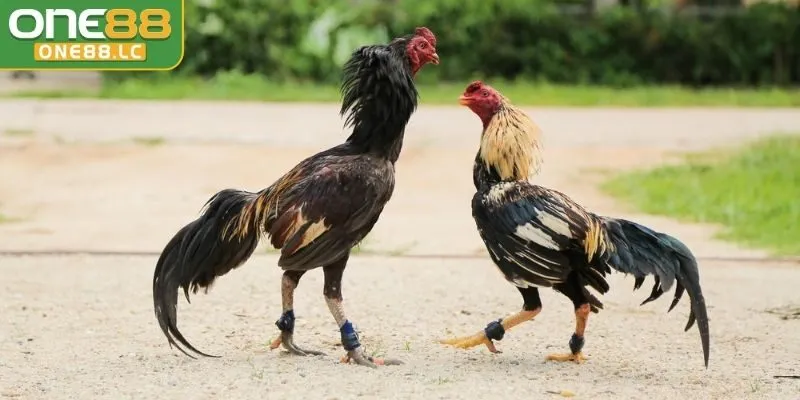 Tiêu chí đánh giá trong đá gà cựa sắt