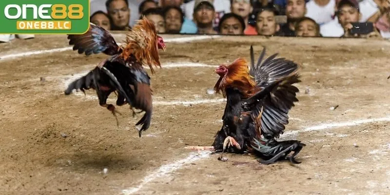 Tổng quan về đá gà cựa sắt