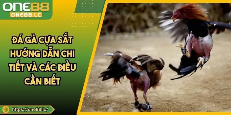 Đá Gà Cựa Sắt - Hướng Dẫn Chi Tiết Và Các Điều Cần Biết