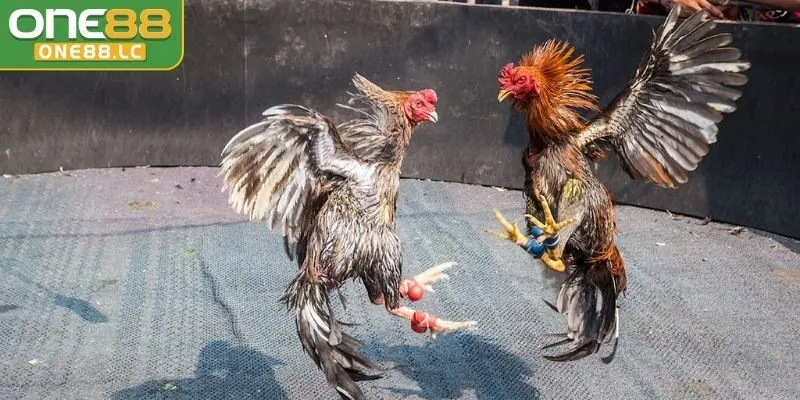 Đá gà cựa tròn kịch tính