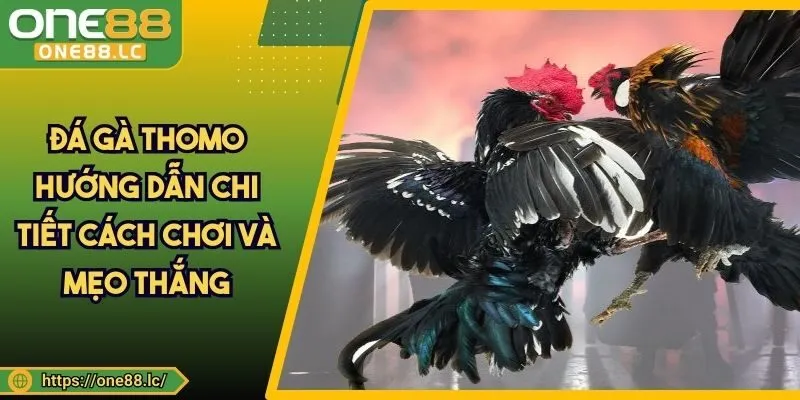 Đá Gà Thomo - Hướng Dẫn Chi Tiết Cách Chơi Và Mẹo Thắng